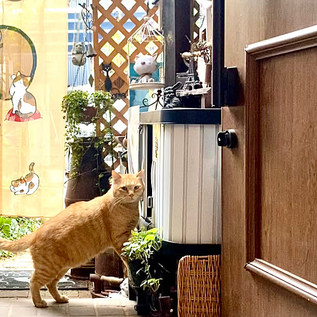 butachanさんの実例写真