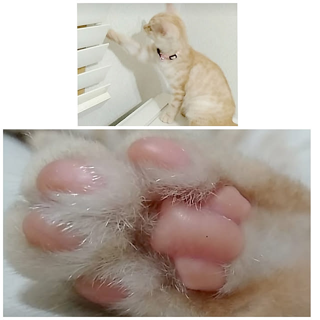 heart.emiemi57.whiteさんの実例写真