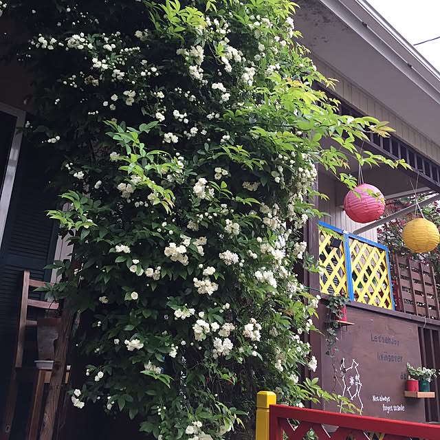 Kyonさんの実例写真