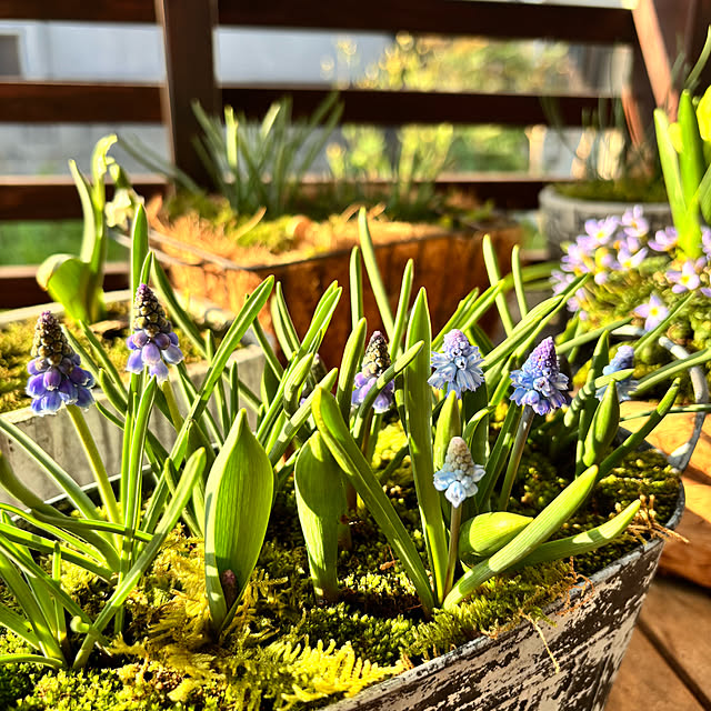 kyoko1124koさんの実例写真