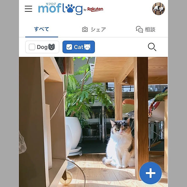 akanekoさんの実例写真
