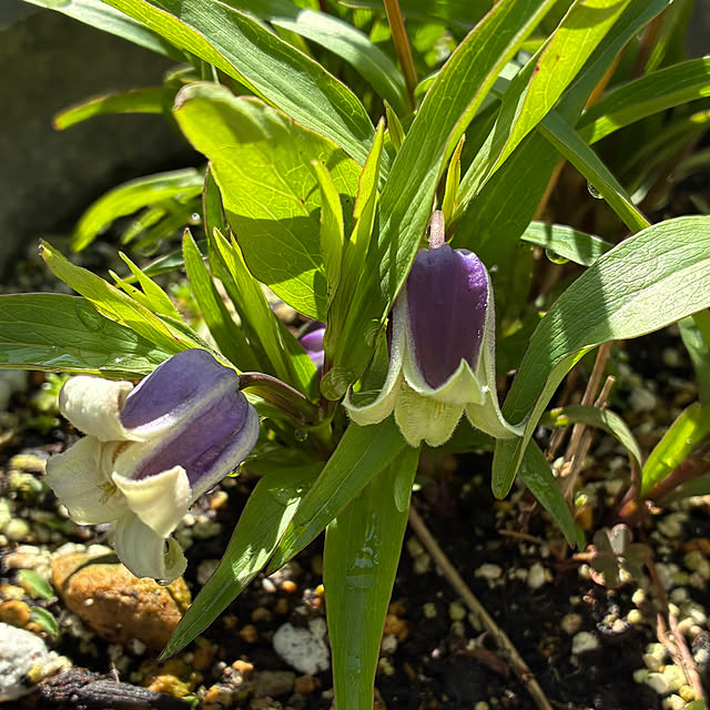 rokokoさんの部屋