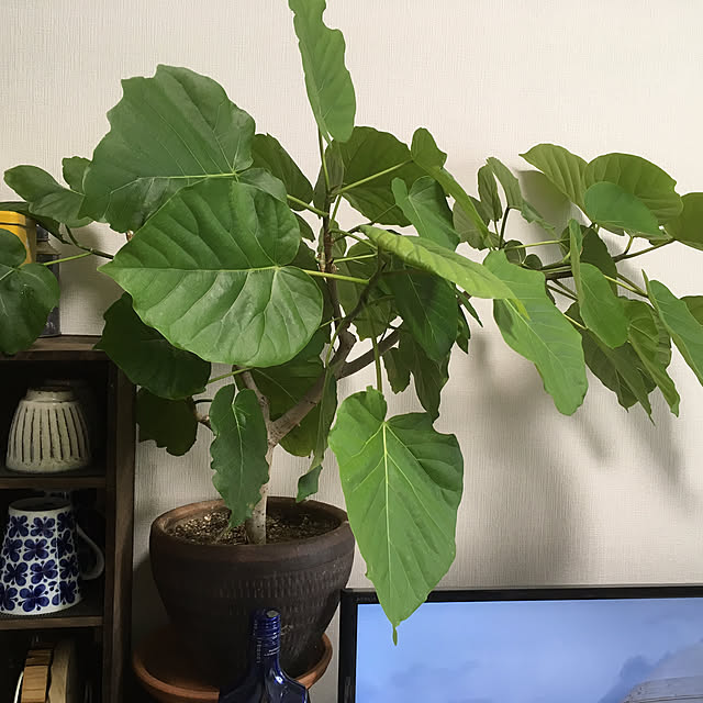 Ryokoさんの実例写真