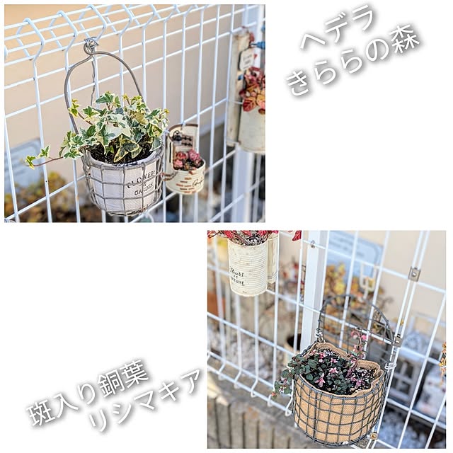 purpureさんの実例写真