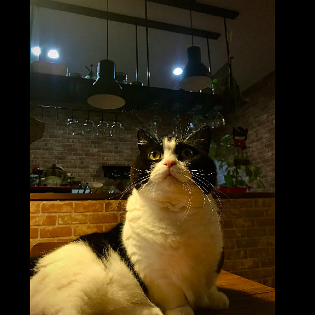 butachanさんの実例写真