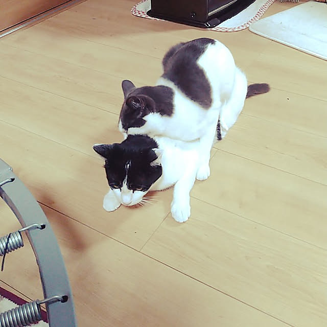 kiyohima229さんの実例写真