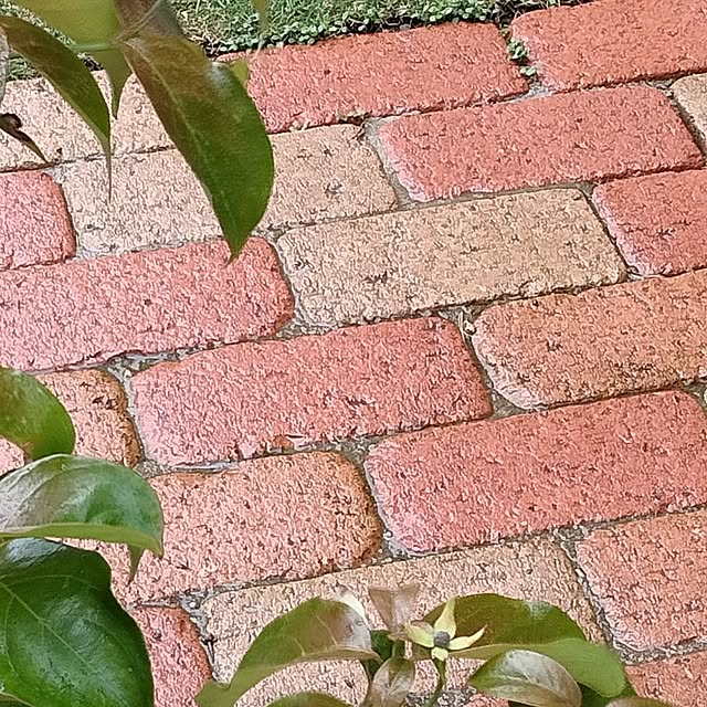pinatubutterさんの実例写真
