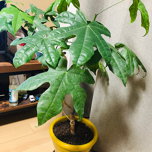 sanaEEさんの実例写真