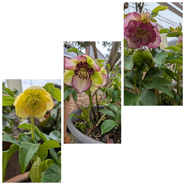 naoさんの実例写真