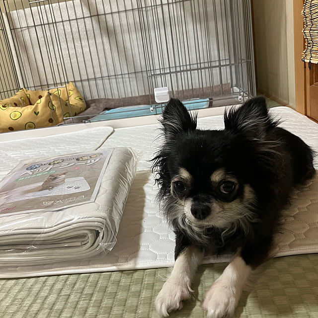 koroさんの実例写真