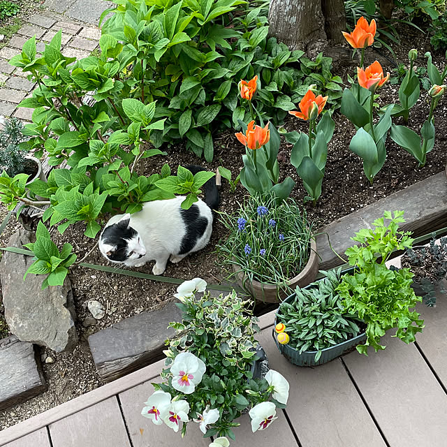 nobikoさんの実例写真