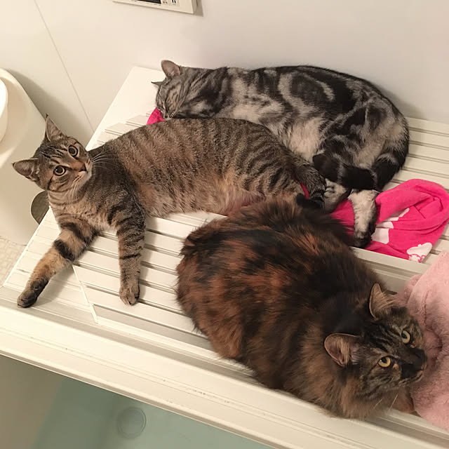 mikomaruさんの実例写真