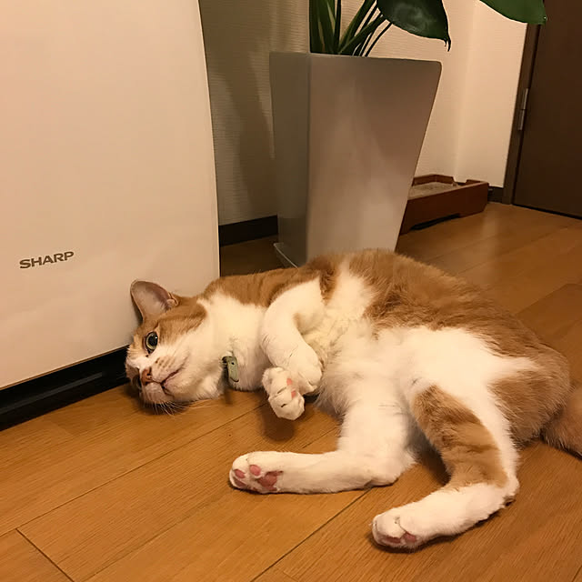 lavie0125さんの実例写真