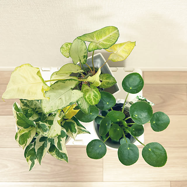 yoyoyoさんの部屋