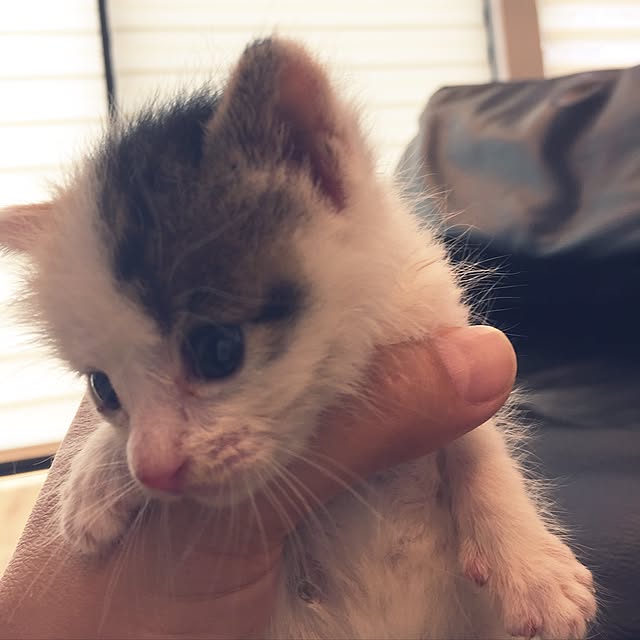 Kuronecoさんの実例写真