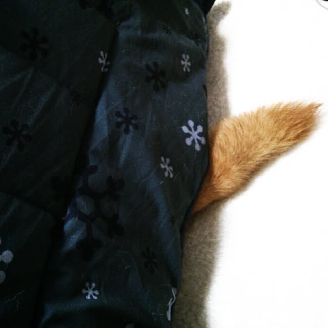 kotaさんの実例写真