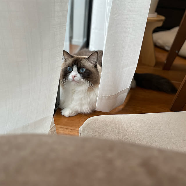 harekoさんの実例写真