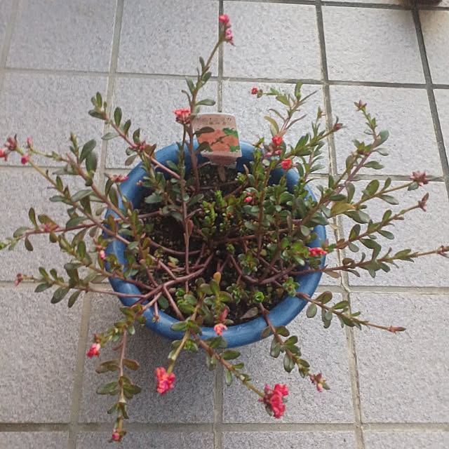 tuushiさんの実例写真