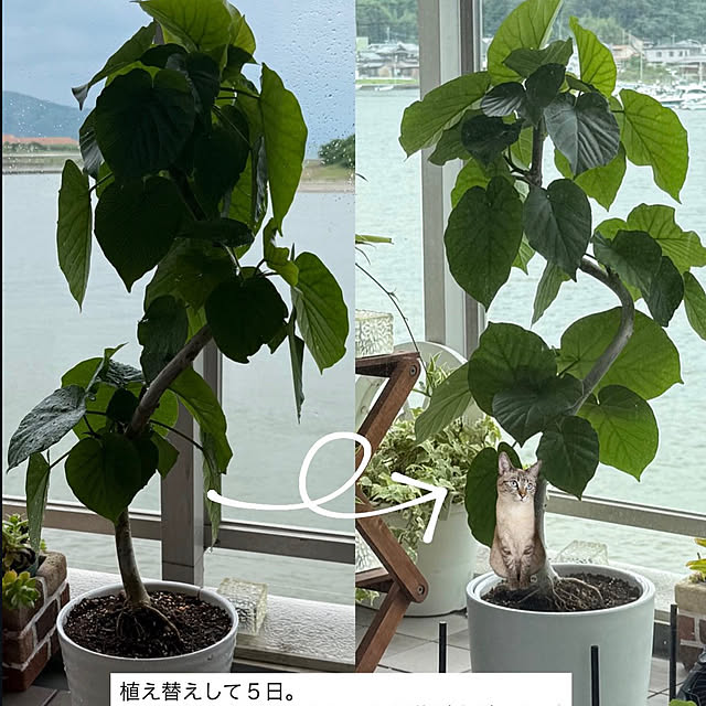 amさんの実例写真