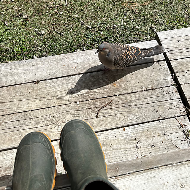 sukkorobiさんの部屋