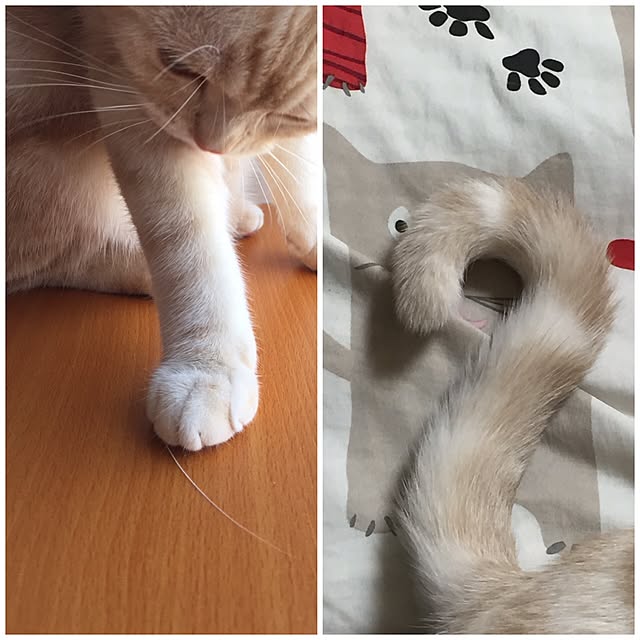 sirasu.nさんの実例写真