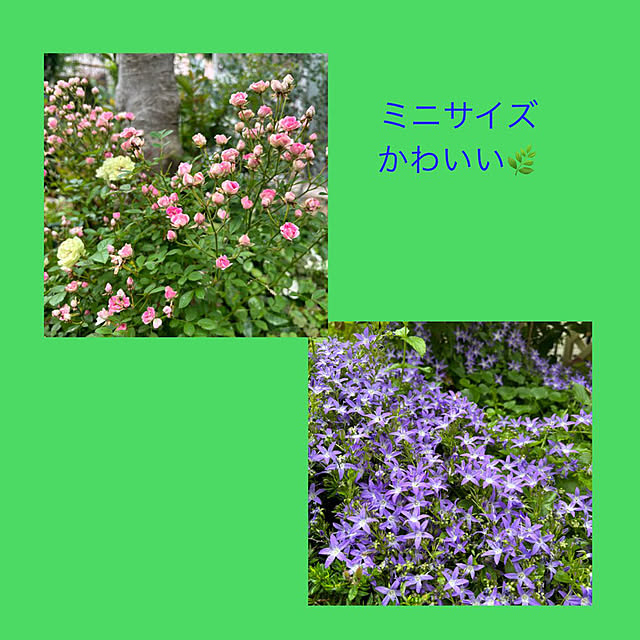 momocchiさんの部屋