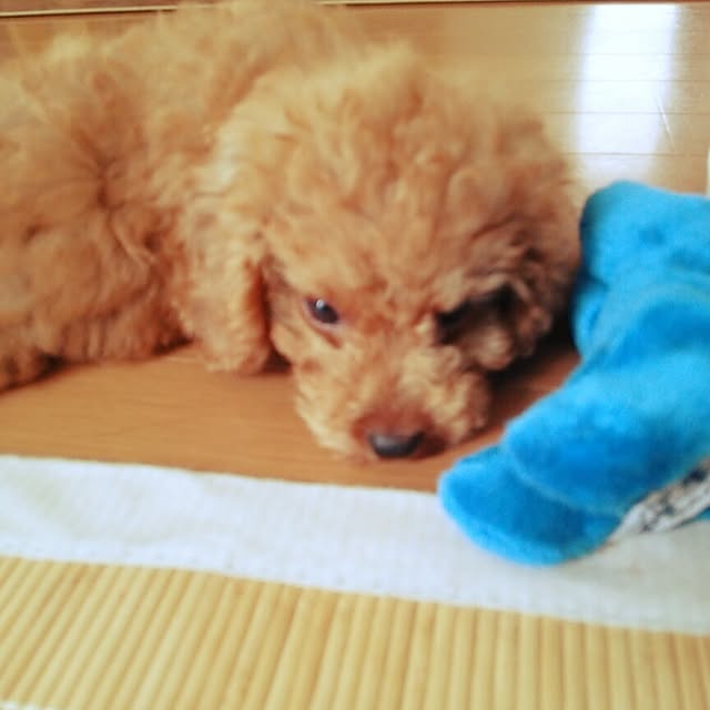 tomoki.さんの実例写真