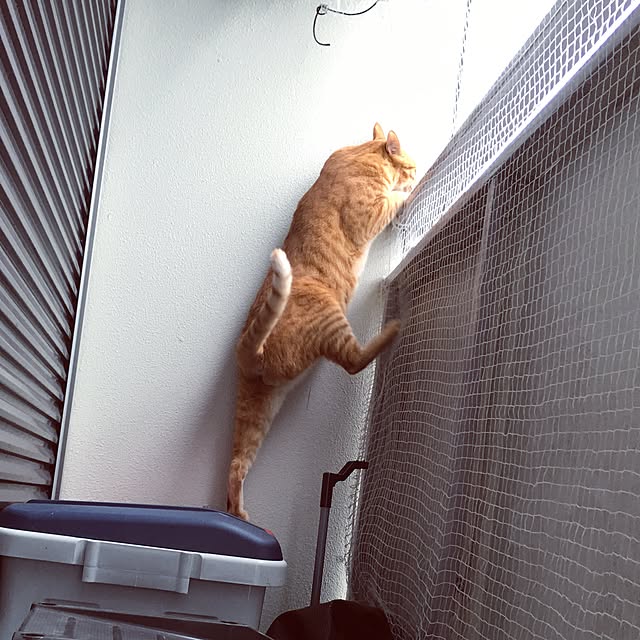 kotetuさんの実例写真