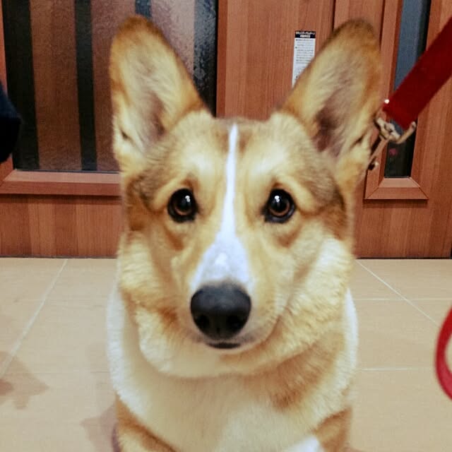 soraさんの実例写真