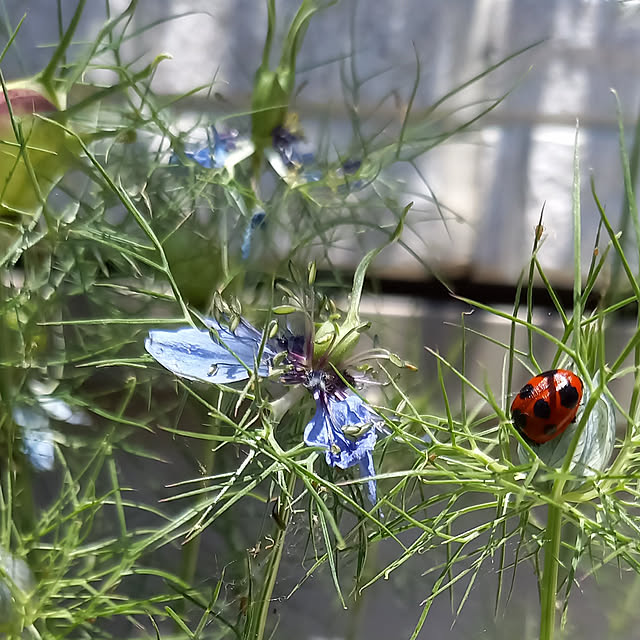 civicglさんの実例写真