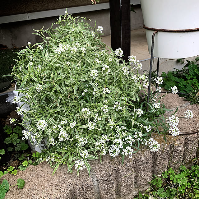 eshinobumさんの部屋