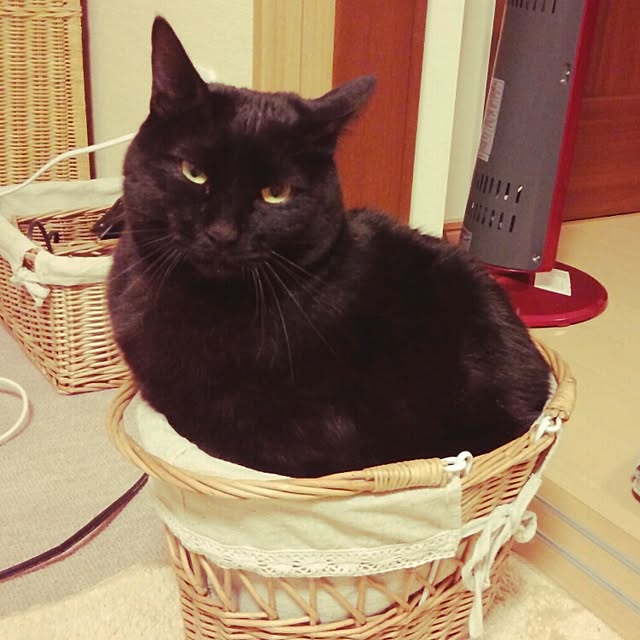 maoshinさんの実例写真