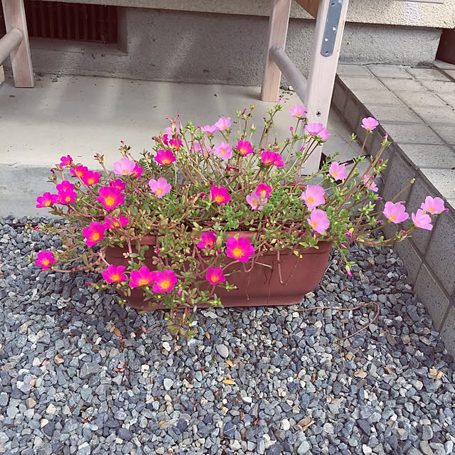 sakuraさんの実例写真