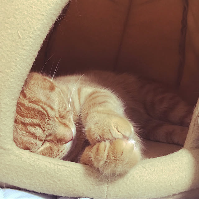 nekoさんの実例写真