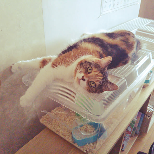 yukieさんの実例写真