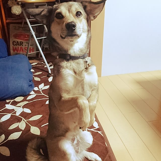 andさんの実例写真