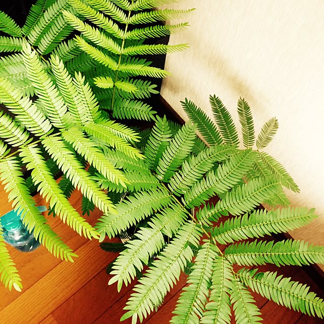 ベッド周り/観葉植物のインテリア実例 - 2015-07-09 14:15:47