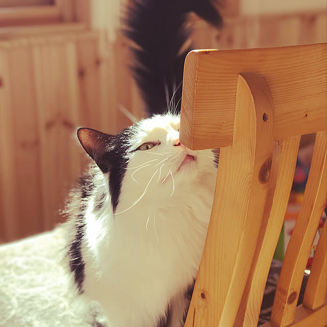 pppppさんの実例写真