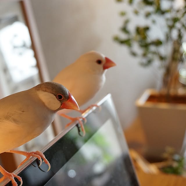 kinako_shiro_ginさんの実例写真