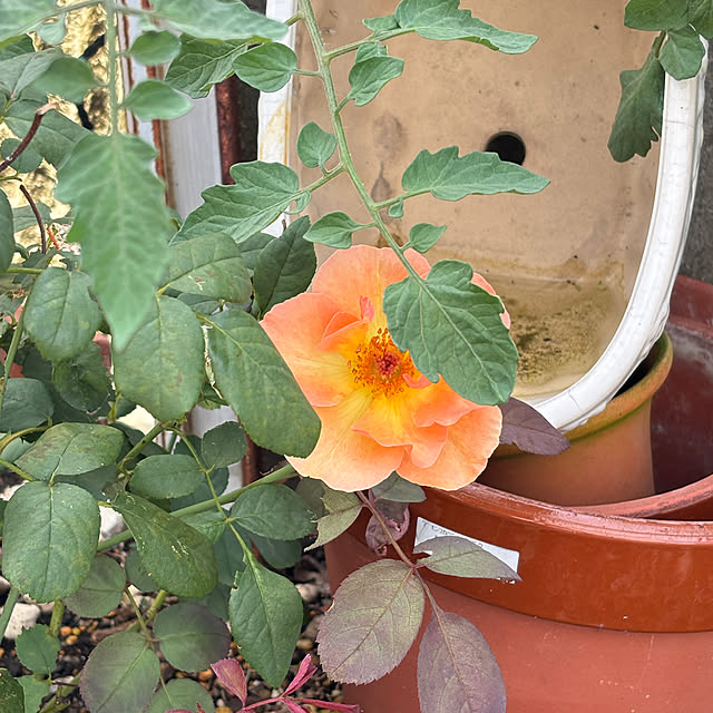 SIELUさんの部屋