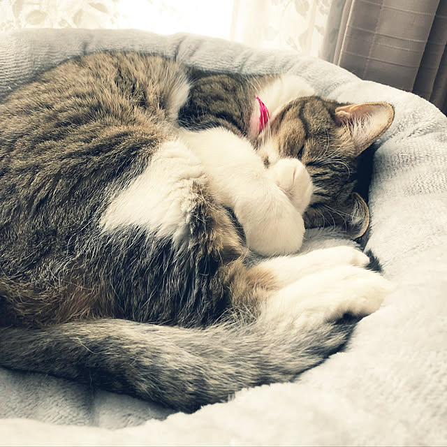 nnmmさんの実例写真