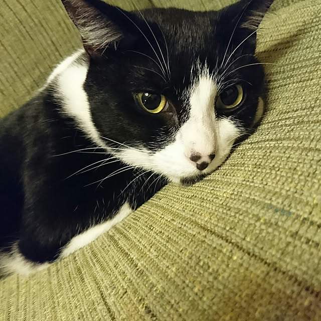 okyosan101さんの実例写真