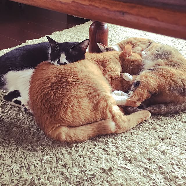 marukoさんの実例写真