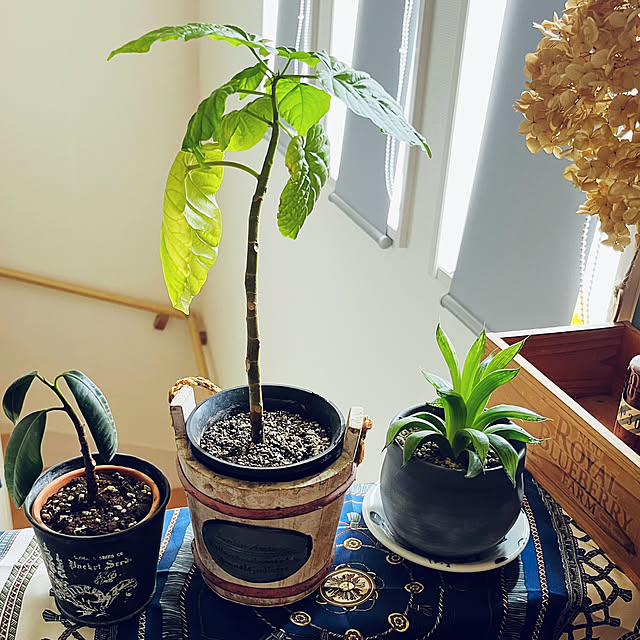 Royさんの部屋
