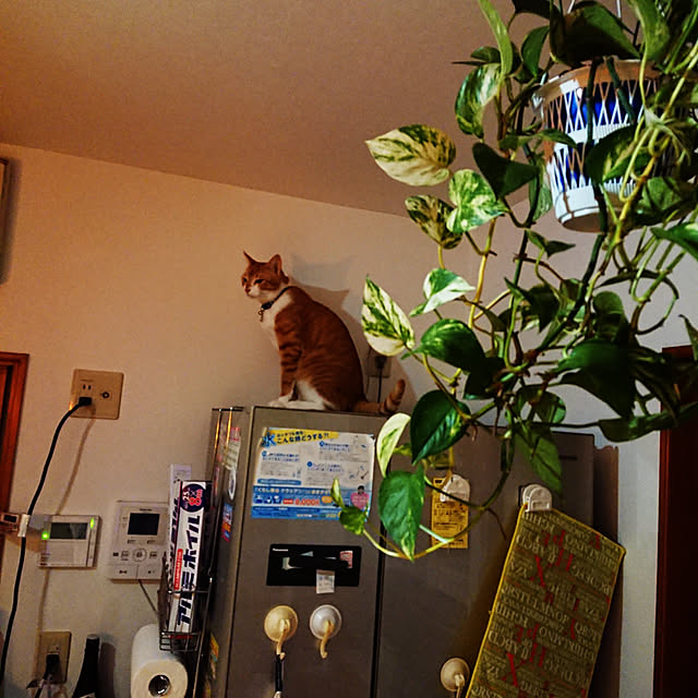 akiさんの実例写真
