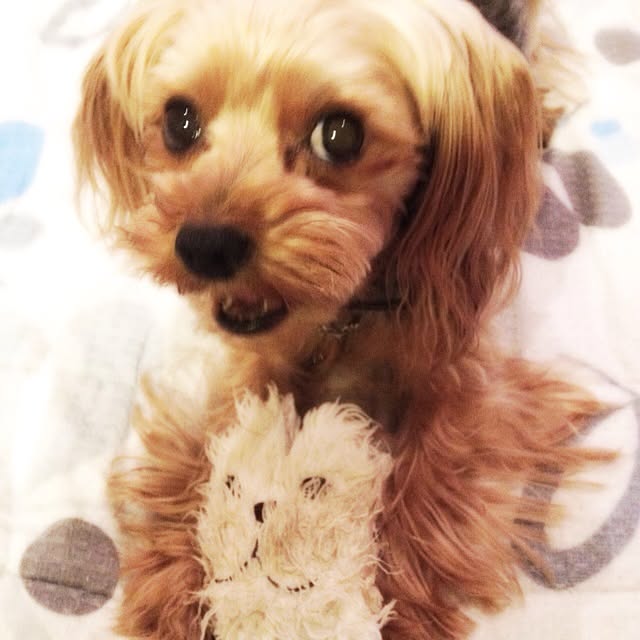 popiさんの実例写真