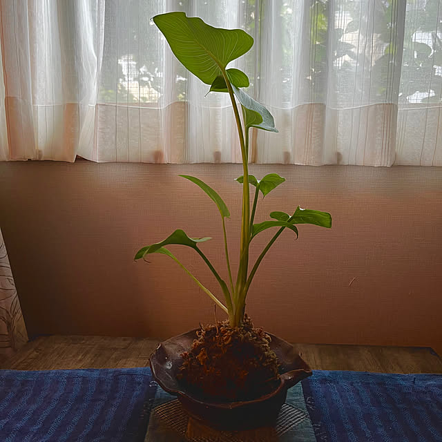 botanさんの実例写真