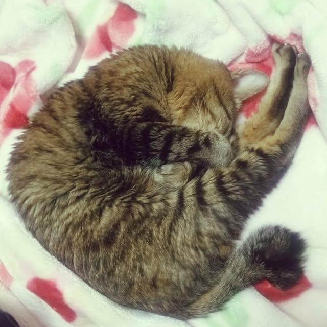 kittenblueさんの実例写真