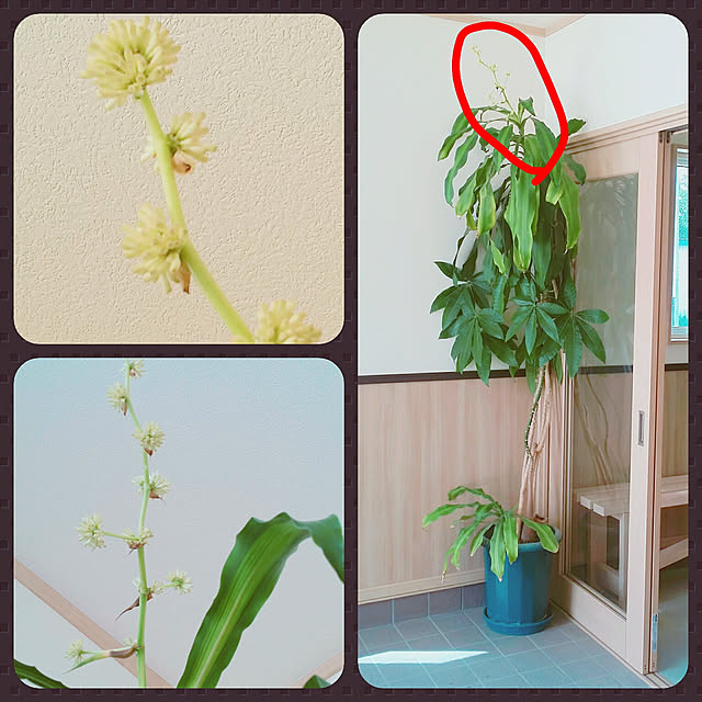 Minaharuさんの実例写真