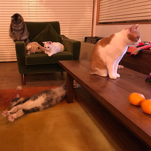 sakurasakuさんの実例写真